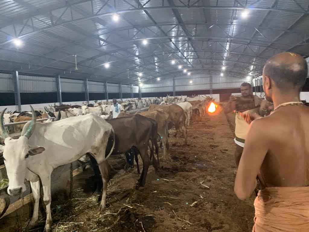 Gir Cows