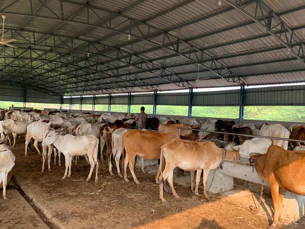 Sacred Cows at Yalagur Goshala