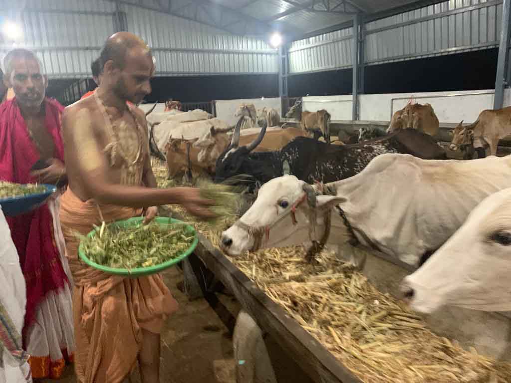 Daily Cow Care