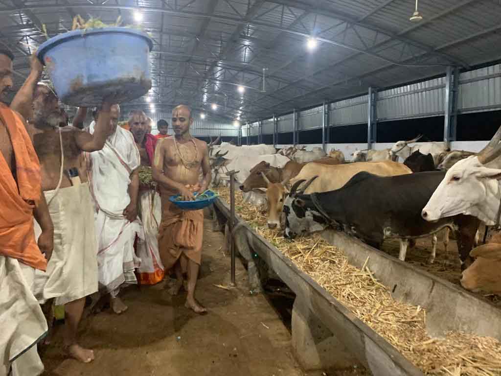 Khillari Breed